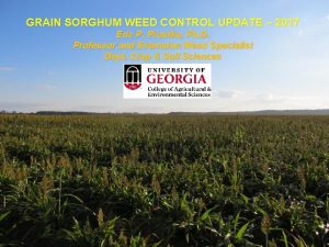 GRAIN SORGHUM WEED CONTROL UPDATE 2017 Eric P