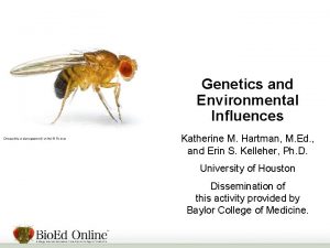 Genetics and Environmental Influences Drosophila melanogaster fruit fly