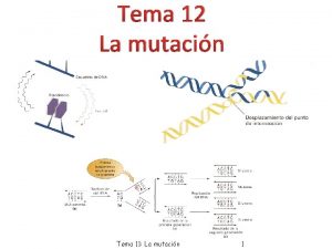 Tema 12 La mutacin Tema 11 La mutacin