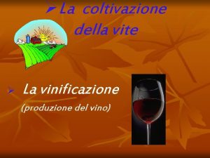 La coltivazione della vite La vinificazione produzione del