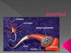 SINAPSIS NEURONAS SON CLULAS ESPECIALIZADAS DEL SN FUNCION