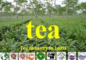 tea Tea industry in India 1 WORLD TEA