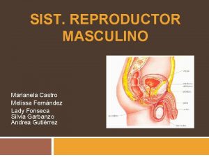 SIST REPRODUCTOR MASCULINO Marianela Castro Melissa Fernndez Lady