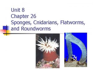Chapter 26 sponges and cnidarians answer key