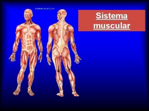 Sistema muscular GENERALIDADES FISIOLOGIA DE LA CONTRACCIN MUSCULAR