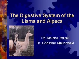 The Digestive System of the Llama and Alpaca