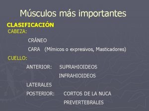 Msculos ms importantes CLASIFICACIN CABEZA CRNEO CARA Mmicos