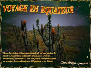 Fleur des Andes Chuquiraga jussieui est une espce