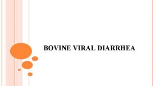 BOVINE VIRAL DIARRHEA Definition BVD is an acute