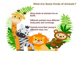 So many kinds of animals