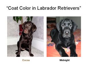 Coat Color in Labrador Retrievers Cocoa Midnight Metabolic