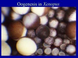 Oogenesis in Xenopus Oogenesis in Xenopus 0 01