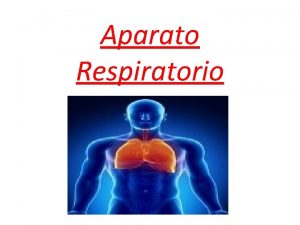 Aparato Respiratorio In human beings and other mammals