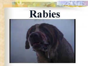 Rabies Rabies is a viral infection of the