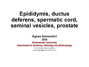 Epididymis ductus deferens spermatic cord seminal vesicles prostate