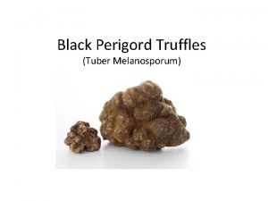 Black Perigord Truffles Tuber Melanosporum What is a