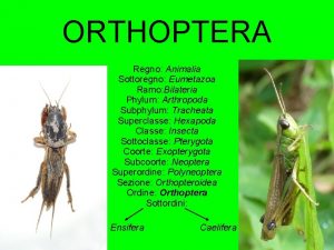 ORTHOPTERA Regno Animalia Sottoregno Eumetazoa Ramo Bilateria Phylum