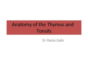 Anatomy of the Thymus and Tonsils Dr Rania