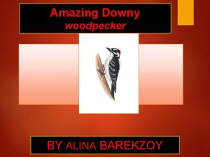 Amazing Downy woodpecker BY ALINA BAREKZOY Animal Facts