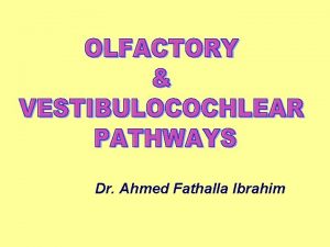 Dr Ahmed Fathalla Ibrahim OLFACTORY PATHWAY OLFACTORY PATHWAY