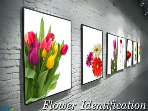 1 Objectives To identify flowers and other floral