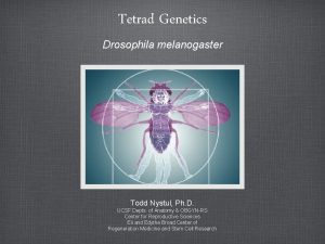 Tetrad Genetics Drosophila melanogaster Todd Nystul Ph D