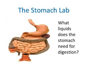 The Stomach Lab What liquids does the stomach