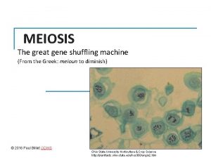 MEIOSIS The great gene shuffling machine From the