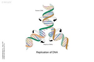 Voet Biochemistry 3 e Page 1137 2004 John