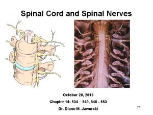 Anterior ramus of spinal cord