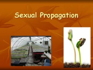 Sexual Propagation Why Use Seeds for Propagation n