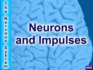 Neurons are nerve cells that are specialised for