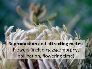 Reproduction and attracting mates Flowers including zygomorphy pollination