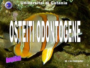 Universita di Catania M CALTABIANO Universita di Catania