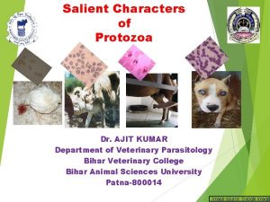 Salient Characters of Protozoa Dr AJIT KUMAR Department