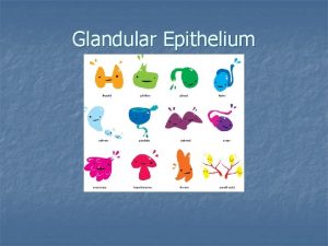 Glandular Epithelium Glandular Epithelium n Glandular epithelium is