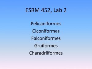 ESRM 452 Lab 2 Pelicaniformes Ciconiformes Falconiformes Gruiformes