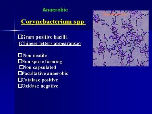 Gram positive bacilli chinese letter