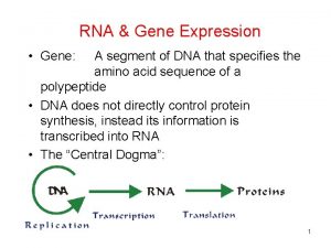 RNA Gene Expression Gene A segment of DNA
