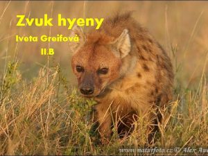 Hyena zvuk