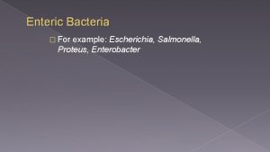 Enteric Bacteria For example Escherichia Salmonella Proteus Enterobacter