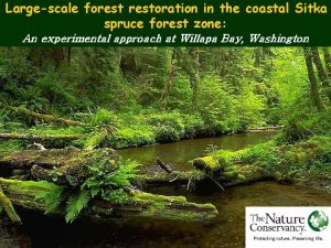 Largescale forestoration in the coastal Sitka spruce forest