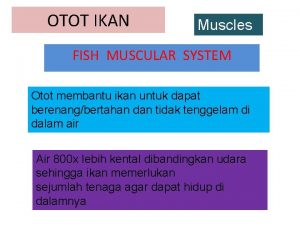 OTOT IKAN Muscles FISH MUSCULAR SYSTEM Otot membantu