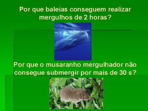 Por que baleias conseguem realizar mergulhos de 2