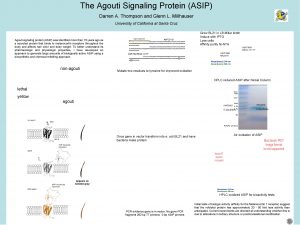 The Agouti Signaling Protein ASIP Darren A Thompson