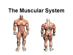 The Muscular System Did you know that more