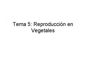 Tallos subterráneos rodeados de hojas carnosas