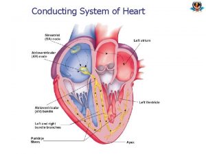 Conducting System of Heart Different bioelectric signals n