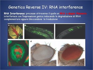 Genetica Reverse IV RNA interference RNA Interference processo