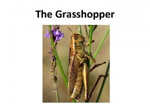 Grasshopper phylum and class